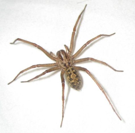 Hobo Spider full body shot