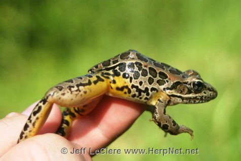 Pickerel Frog