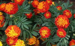 Marigolds