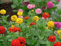 Zinnias (red, pink, yellow) 