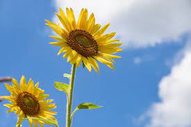 Sunflower with clear blue sky behind it