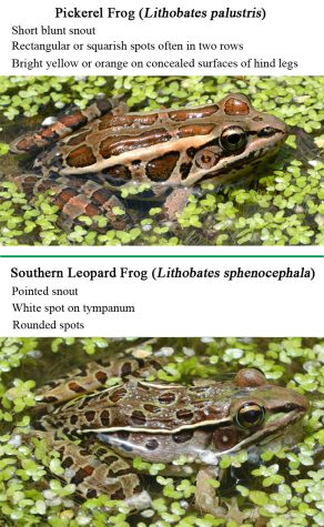 Differences of Leopard frog and Pickerel Frog