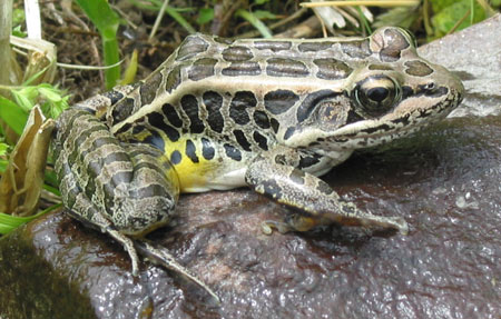 pickerel frog vs leopard frog