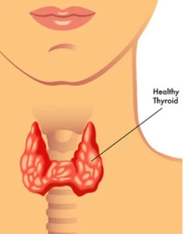 Thyroid Gland (Courtesy of Google Images Creative Commons by EndocrineWeb)