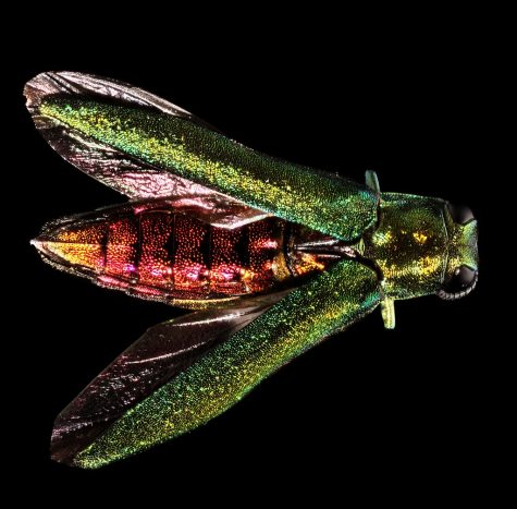Credit: "Agrilus planipennis - Emerald Ash Borer" by Twiztedminds is licensed under CC BY 2.0.