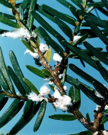 Credit: "c.1957. Hemlock woolly adelgid (Adelges tsugae) cottony masses on western hemlock." by USDA Forest Service is marked with Public Domain Mark 1.0.