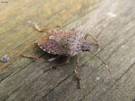 Cred: "Brown Marmorated Stink Bug" by Lisa Zins is licensed under CC BY 2.0.