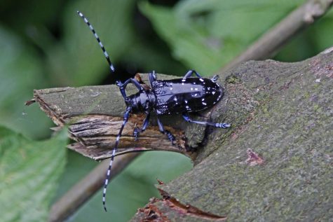 Cred: "File:Starry Skies Beetle - Anoplophora freyi, Mt. Emei, Szechuan, China.jpg" by Judy Gallagher is licensed under CC BY 2.0.