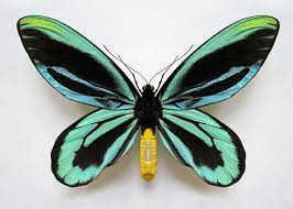 Ornithoptera