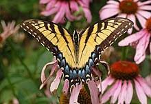 Papilio Glaucus