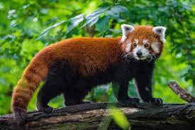 A Red Panda walks on a tree trunk, courtesy of Google Images
