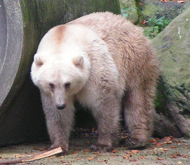 A Grolar - Grizzly Bear and Polar Bear Mix. Photo Courtesy of Google Images.
