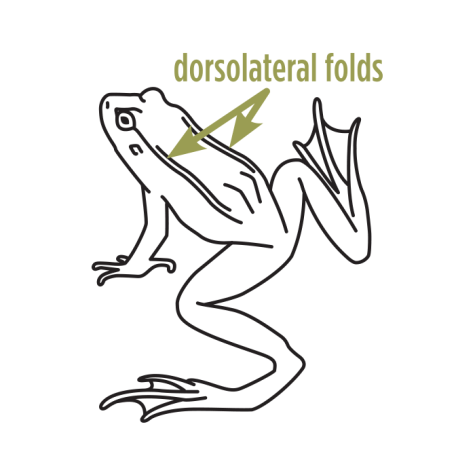 Picture showing the dorsolateral folds of a frog