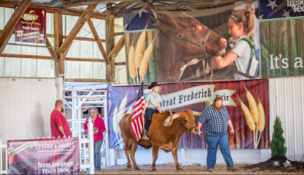 A youth showman riding a heifer for the National Anthem.