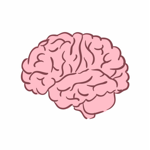 Illustration of a human brain that can be used as symbol of psychology.