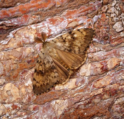 Cred: "Gypsy Moth" by Bennyboymothman is licensed under CC BY 2.0.