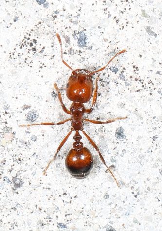 Cred: "Red Imported Fire Ant? - Solenopsis invicta, Three Lakes Wildlife Management Area, Kenansville, Florida" by Judy Gallagher is licensed under CC BY 2.0.