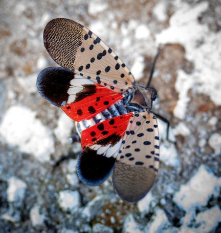 Credit: "Spotted lanternfly displaying underwing" by WanderingMogwai is licensed under CC BY-SA 4.0.
