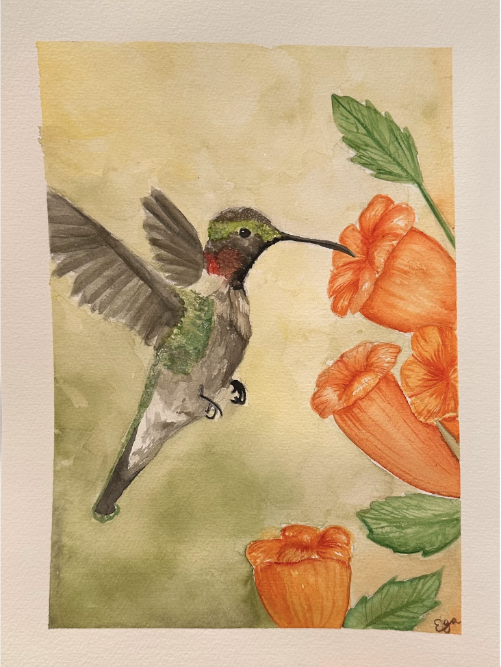 Hummingbird%2C+created+with+watercolor.+Artwork+made+December+25th%2C+2023.+