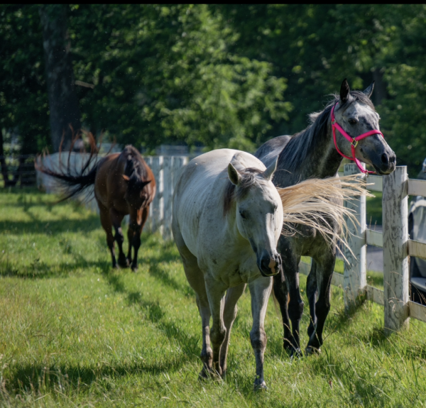Horses Stormy, Mercedes, and Bently walking down the fence. Photo credits to Elli Grace Ayoub. 