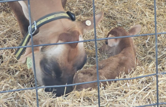 A baby calf was born September 15th at the Frederick Fair!