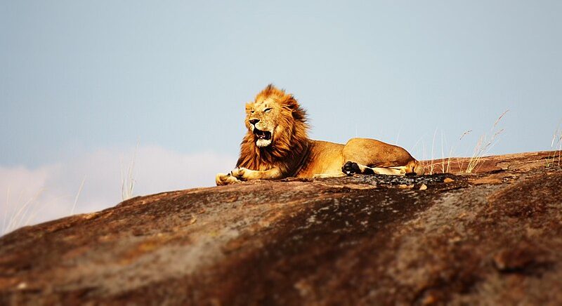 Mufasa looks over the prides lands. Mufasa on Pride Rock by Mike Holford is licensed under CC0 1.0.