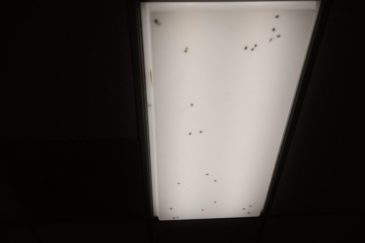 Bugs in the light
