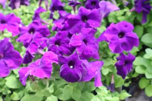 Petunias at BHS Greenhouse