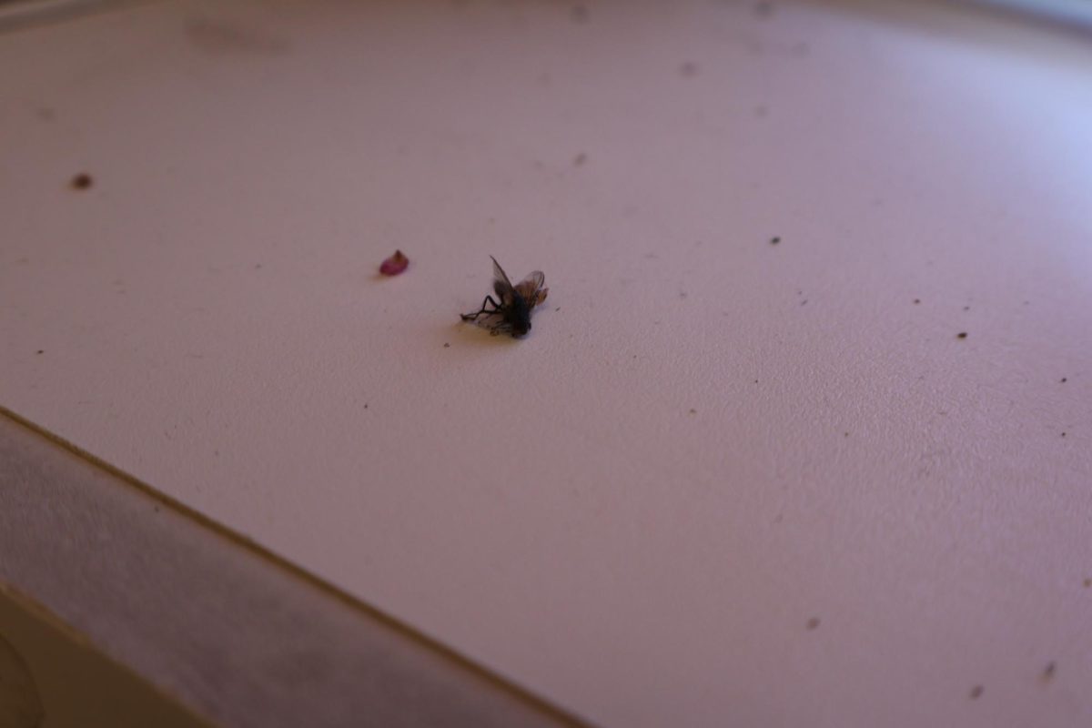 dead fly