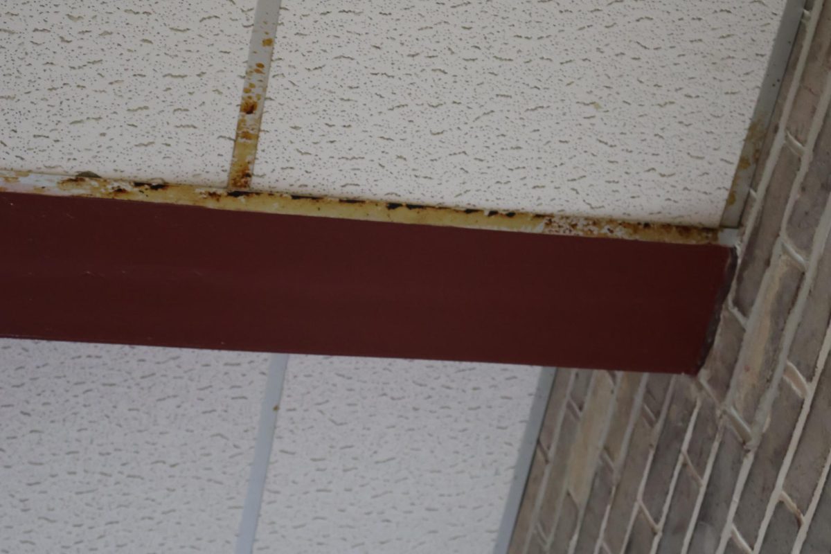 More Mold