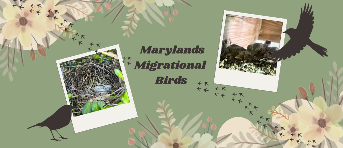 Banner for article edited in Canva by Ainsley Fink