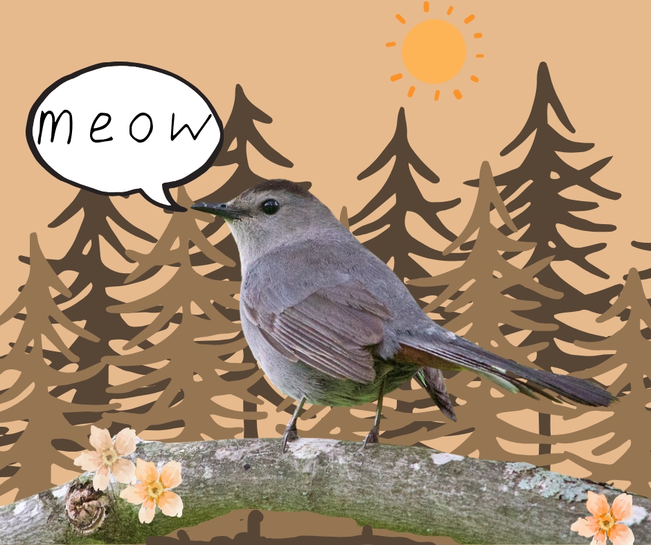 Photo of a catbird edited with Canva by Ainsley Fink