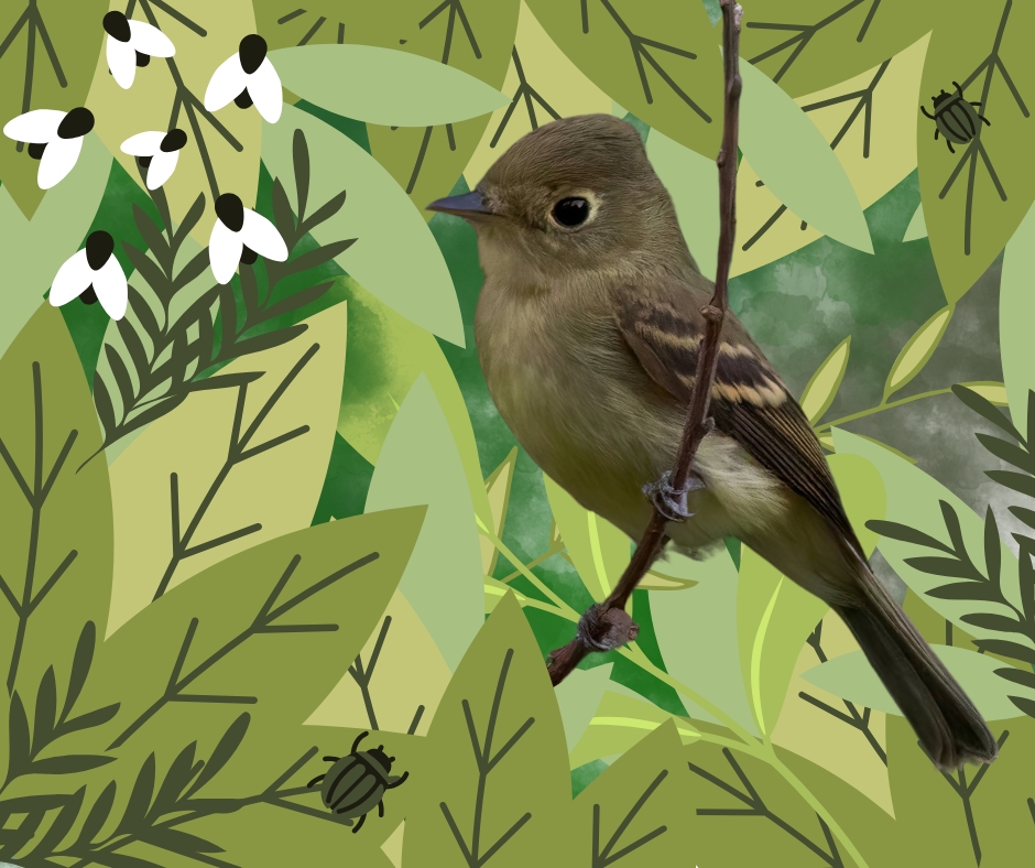 Photo of a flycatcher edited in Canva by Ainsley Fink