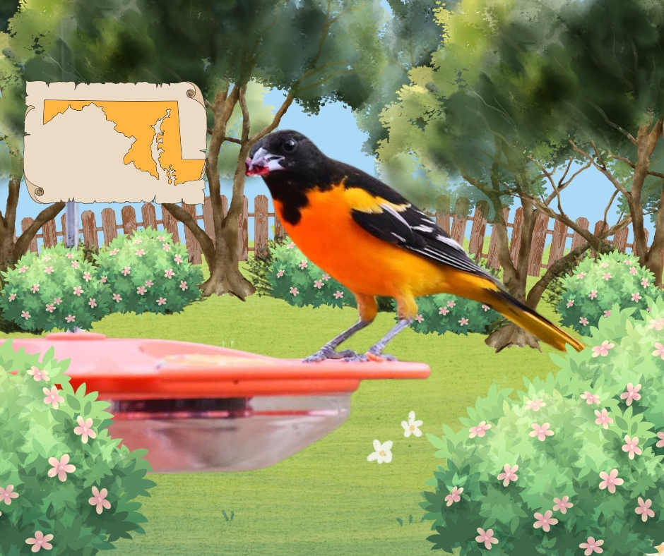 Photo of an Oriole edited in Canva by Ainsley Fink