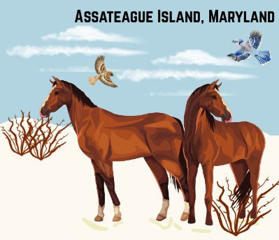 Assateague Island, Maryland.
Made in Canva.