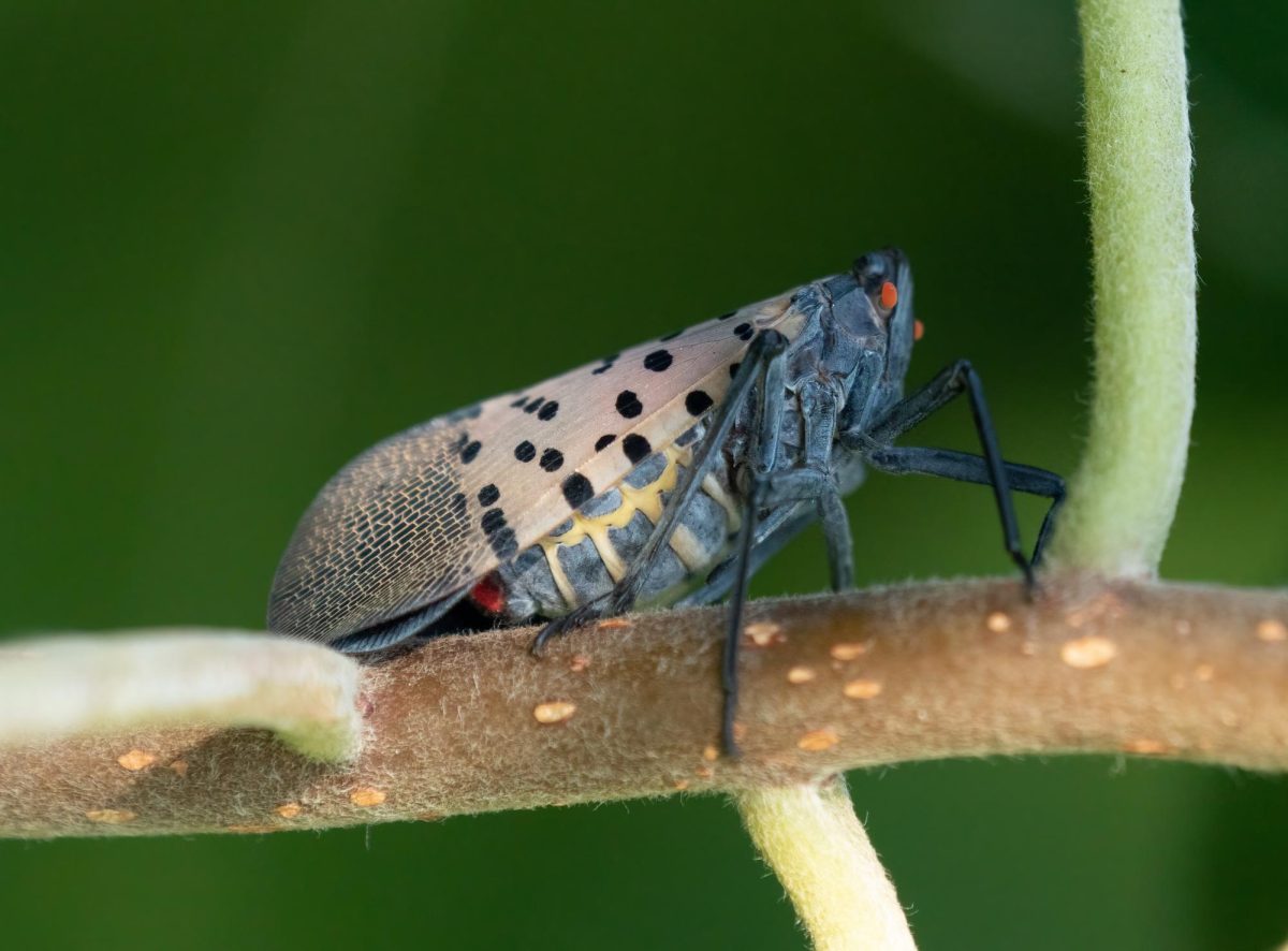 "Spotted lanternfly in BBG (42982)" by Rhododendrites is licensed under CC BY-SA 4.0.