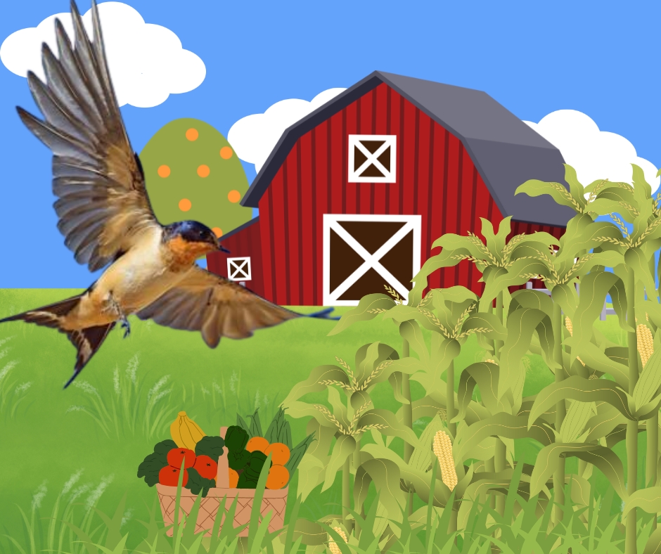 Photo of a Swallow edited in Canva by Ainsley Fink