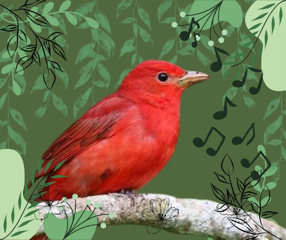 Photo of a Tanager edited in Canva by Ainsley Fink