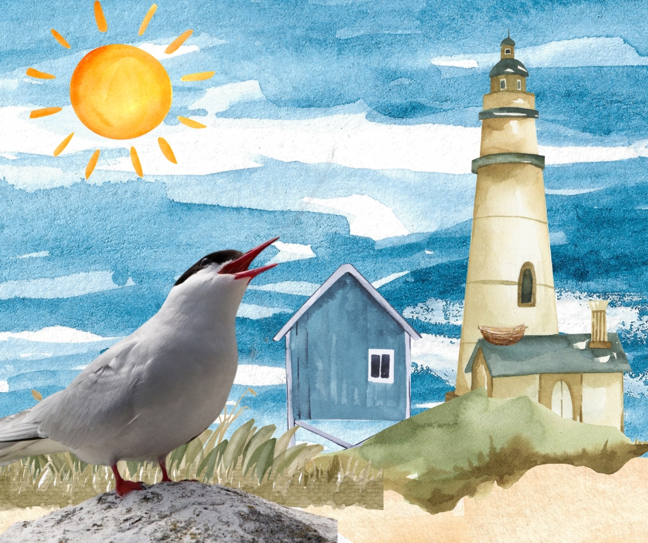 Photo of a Tern edited in Canva by Ainsley Fink