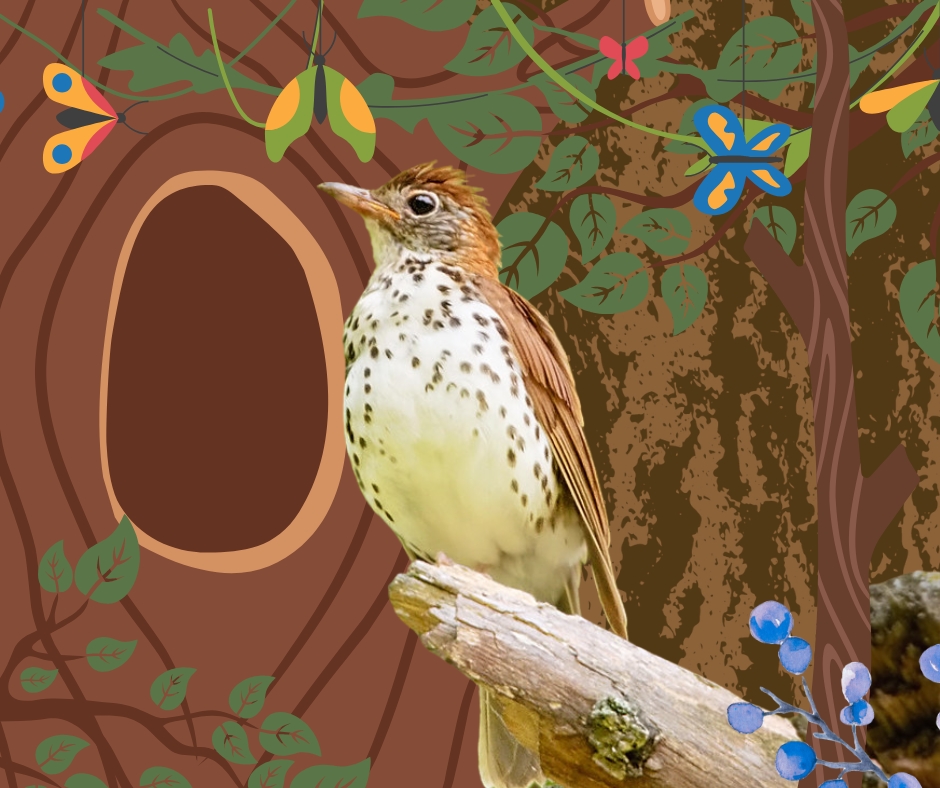 Photo of a Thrush edited in Canva by Ainsley Fink