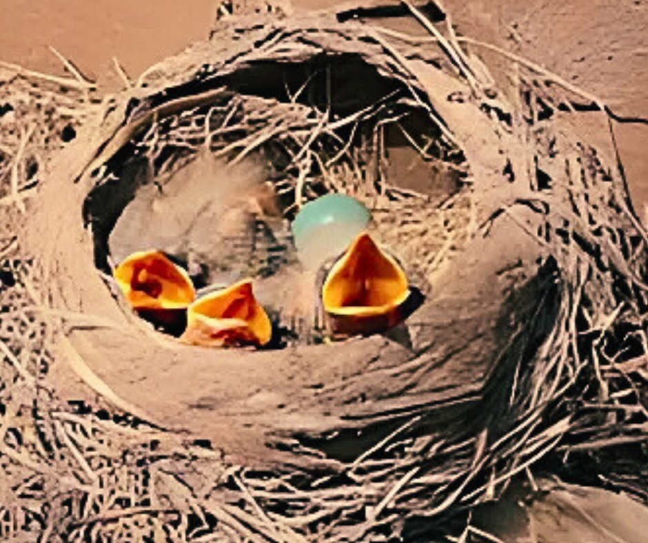 Photos of baby birds taken by Ainsley Fink
