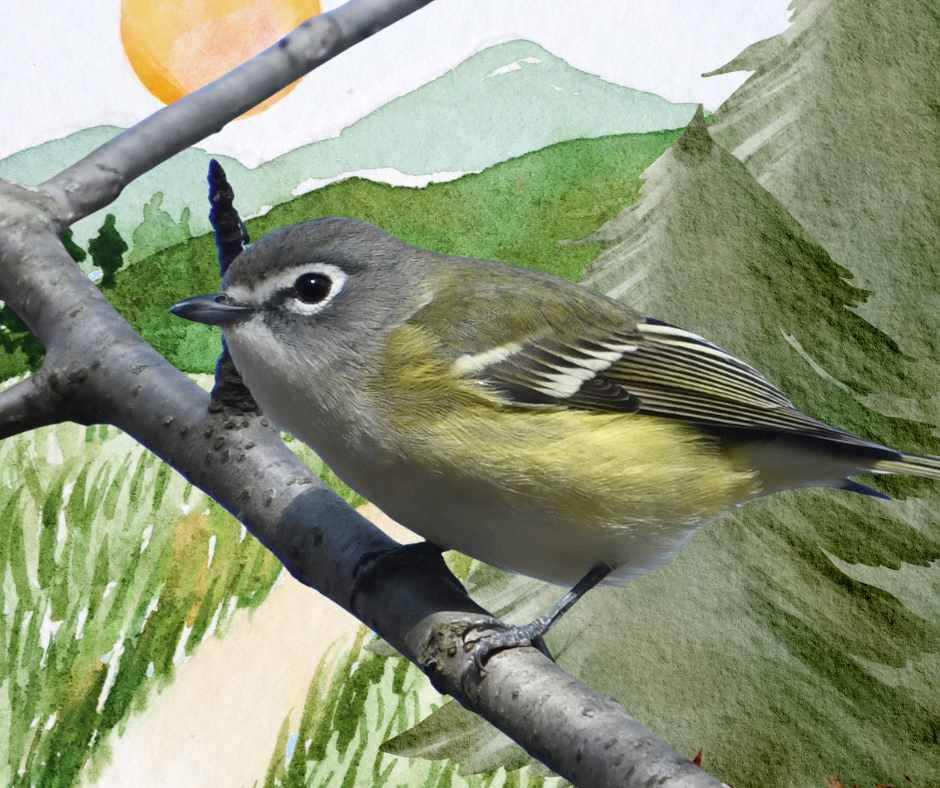 Photo of a Viero edited in Canva by Ainsley Fink