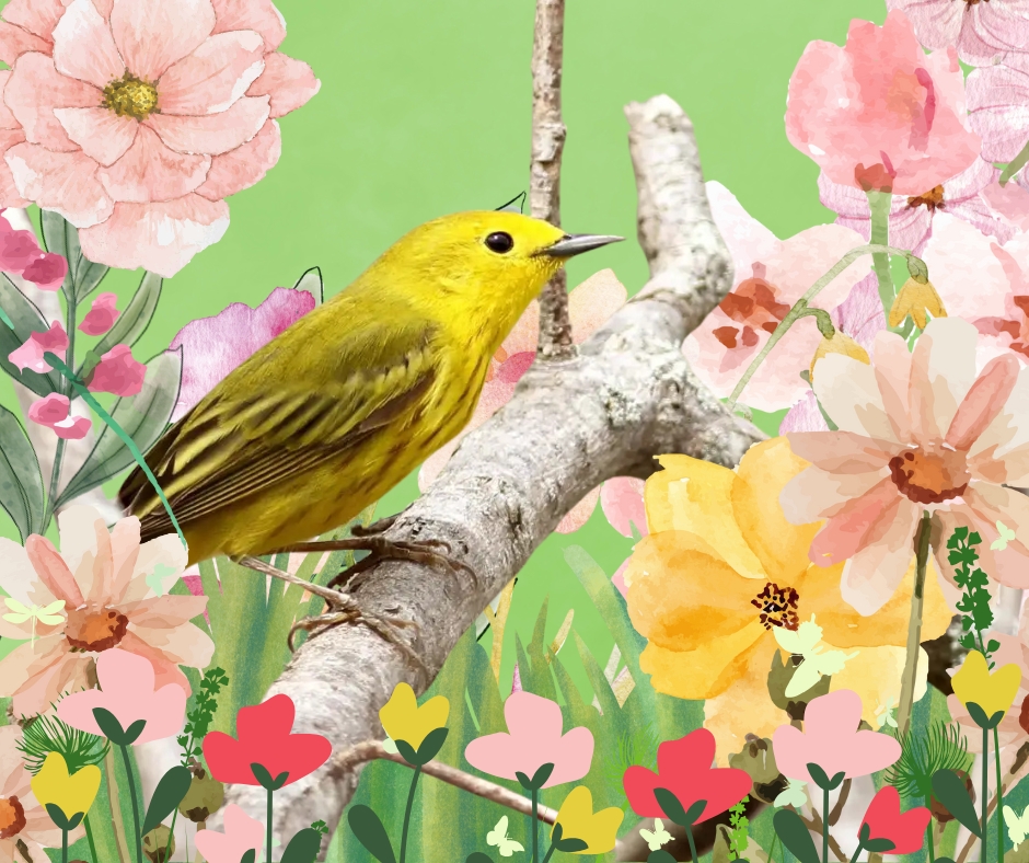 Photo of a Warbler edited in Canva by Ainsley Fink