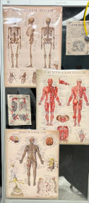 Medical charts being put in the hallway of medical procedures to give the viewers a sense of the human anatomy.