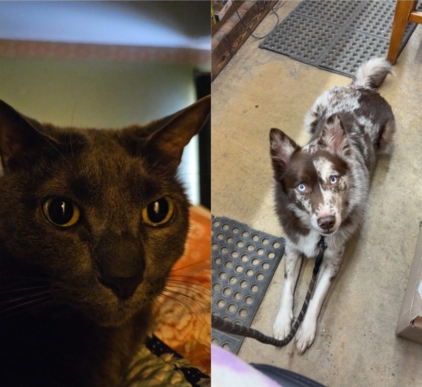 A picture of Graham Markham's cat, Pippin,  and an image of Sullivan Givens' dog, Marshall.